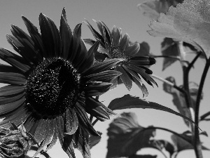 Sunflower decorative