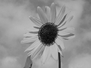 Sunflower decorative