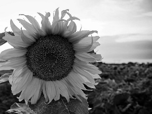 Field, Sunflower