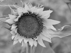 flower, Sunflower