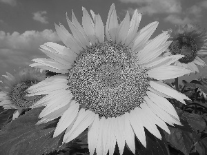 Colourfull Flowers, Yellow, Sunflower