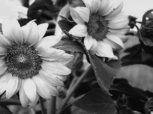 Sunflower, Yellow, Flowers