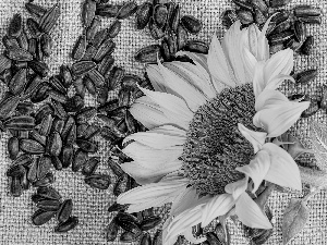 Seeds, Colourfull Flowers, Sunflower