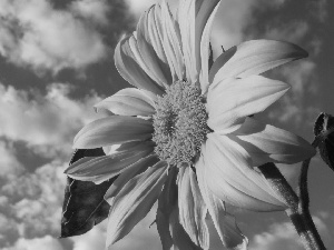 Sunflower, blue, Sky