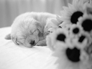 small, Flowers, sunflower, puppie