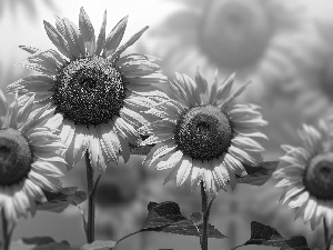 Nice sunflowers, 2D Graphics, Flowers