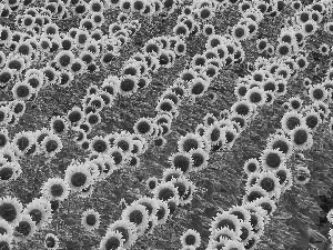 Field, sunflowers