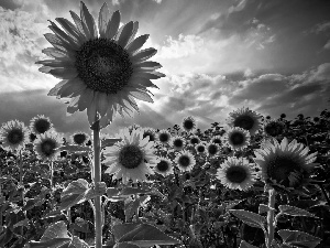 Field, sunflowers