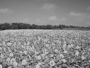 Field, sunflowers