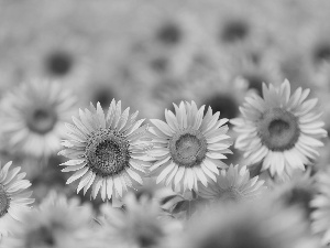 Flowers, sunflowers