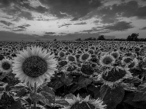 trees, Field, Great Sunsets, clouds, viewes, Nice sunflowers