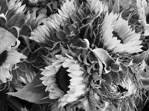 Leaf, developed, Nice sunflowers