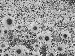 Meadow, sunflowers