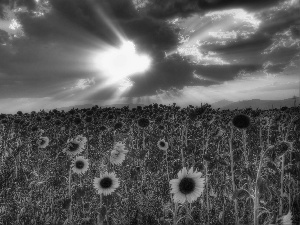 Field, Nice sunflowers