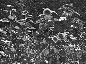 Flowers, Nice sunflowers