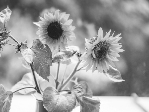 ornamental, Nice sunflowers