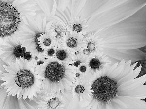 Yellow, Nice sunflowers