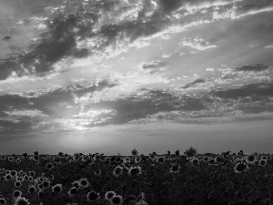 west, Field, sunflowers, sun