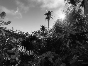 india, rays, sunny, jungle