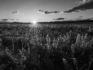 Sunrise, clouds, Flowers, lupine, Meadow