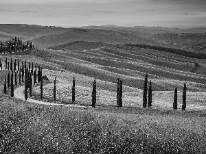 Houses, Tuscany, cypresses, The Hills, Italy, Way, Sunrise