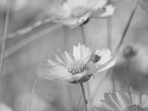 Early Sunrise, Flowers, ladybird, Yellow