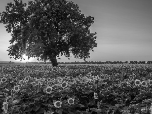 Field, Sunrise, trees, Nice sunflowers