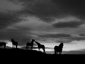 bloodstock, Sunset