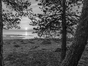 viewes, pine, Great Sunsets, trees, lake