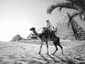 Sand, Camel, Palm, Pyramid, Egypt, Desert, Great Sunsets