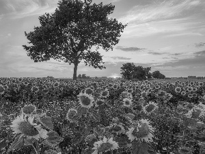 Flowers, Field, Great Sunsets, Nice sunflowers