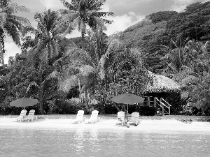 Beaches, deck chair, Sunshade, Palms