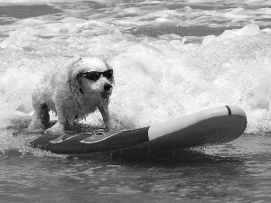 doggy, sea, Surfing, Glasses