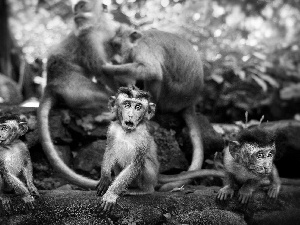 monkeys, surprise