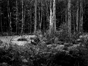 forest, swamp