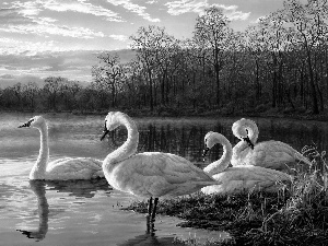 lake, Swan