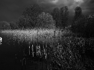 lake, Night, swan, rushes