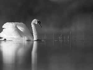 lake, swan