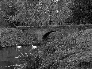Park, bridge, Swan, River