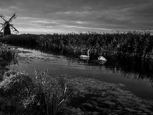 Swan, Windmill, River