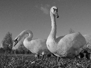 grass, Two cars, Swan