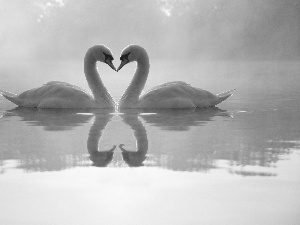 love, Two cars, Swan