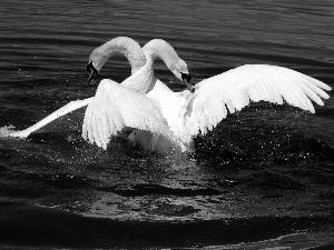 water, Two cars, Swan