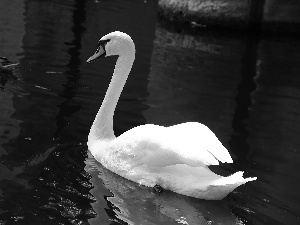 Swans