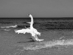 Swans, sea, Beaches