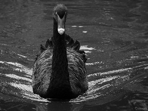 Black, Swans