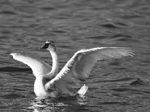 water, Swans