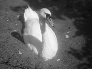 Swans, Beatyfull, White
