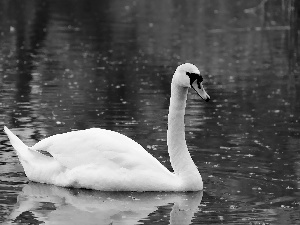 Swans