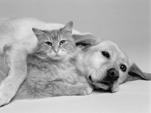 sweet, dog, cat